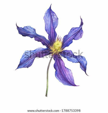 Branch with violet flower of garden plant a clematis Sizaia Ptitsa (Clematis integrifolia). Watercolor hand drawn painting illustration isolated on white background.