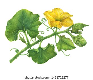 Branch and yellow flower    leaves pumpkin  Watercolor hand drawn painting illustration  isolated white background 