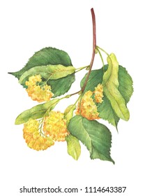 The branch with yellow flowers large-leaf Linden (Tilia, lime trees, basswood) -medicinal plant. Watercolor hand drawn painting illustration isolated on a white background.