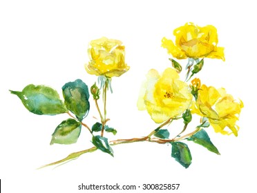 Branch Of Yellow Rose, Watercolor, Drawing On Paper