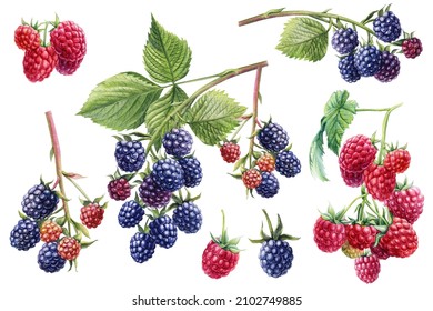 Branches Of Blackberry And Raspberries. Berries Watercolor Hand Drawn Botanical Illustration, Isolated White Background.