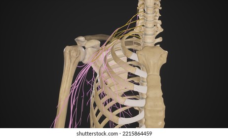 Branches Of Brachial Plexus.3d Rendering