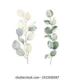 Branches Eucalyptus, Watercolor Isolated Illustration On White Background For Your Decor Or Print.