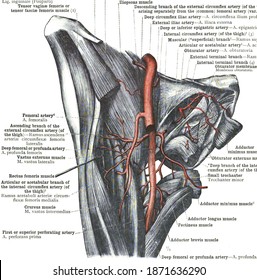 The Branches Of The Femoral Artery