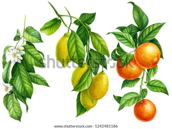 白い背景に緑の葉 花 熟した果実 水彩イラスト 植物画 柑橘類のコレクション オレンジ レモン タンゲリン のイラスト素材