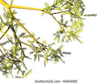 branches of a tree with leaves