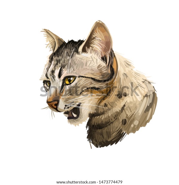 Brazilian Shorthair Cat Isolated On White Stock Illustration