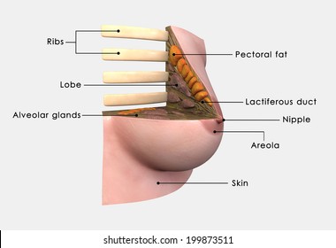 Breast Anatomy Labelled