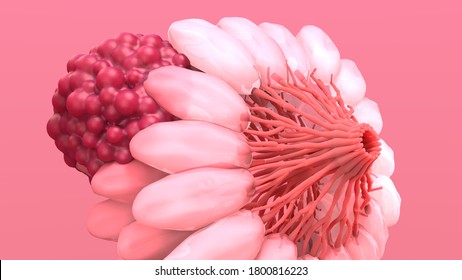Breast Cancer, Breast anatomy, Cancer that forms in the cells of the breasts. 3d illustration