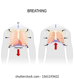 Breathing. Movement of ribcage during inspiration and expiration. diaphragm functions. enlarging the cavity creates suction that draws air into the lungs. illustration for medical, educational use