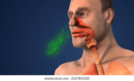 Breathing System Controlling Airflow for Oxygen and Carbon Dioxide Exchange 3D Illustration - Powered by Shutterstock