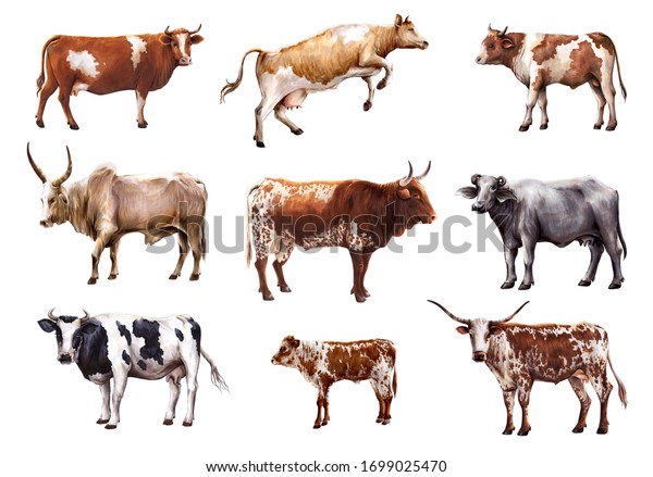 Breeding Cow Animal Husbandry Color Illustrations Stock Illustration ...