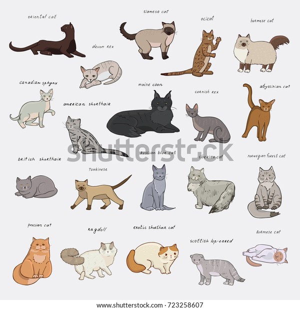 Breeds Cats Doodle Hand Drawn Illustrations Stock Illustration ...