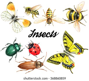 Bright Beautiful Watercolor Insects Isolated On White Background