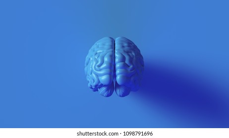 Bright Blue Human Brain Anatomical Model 3d Illustration	