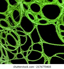 Bright Cell Antibody. Seafoam Cancer Gene Therapy. Emerald Dividing Cell Cancer. Virus 3d. Jade Microbe. Antibody Response. Cancer Genetics. Flu Bacteria.