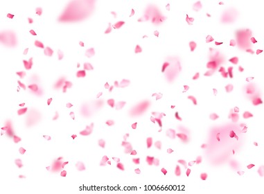 Bright cherry petals fall down. A lot of pink petals on white background. Nature horizontal backdrop.