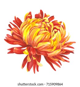 Bright chrysanthemum. Watercolor illustration. Botanical watercolor.  Can be used as background for web pages, wedding invitations, greeting cards, textile design, wallpapers, patterns