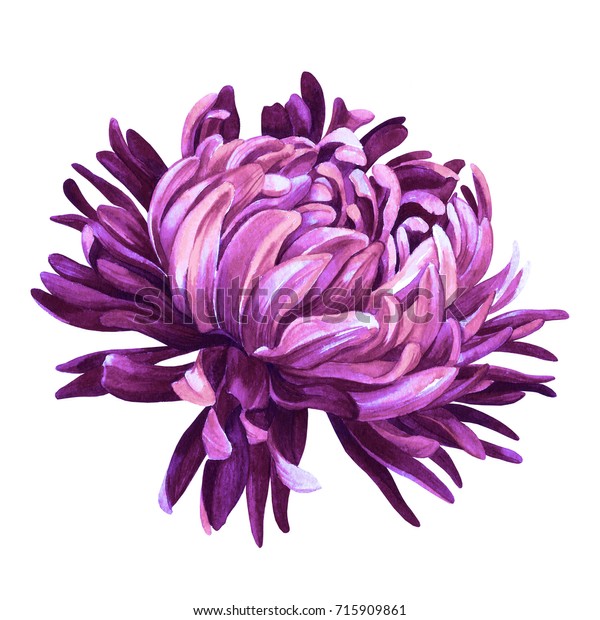 明るい菊 水彩イラスト 植物性水彩 ウェブページ 結婚式の招待状 グリーティングカード 繊維デザイン 壁紙 パターンの背景に使用可能 のイラスト素材