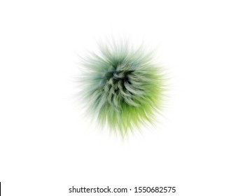 けむくじゃら Hd Stock Images Shutterstock