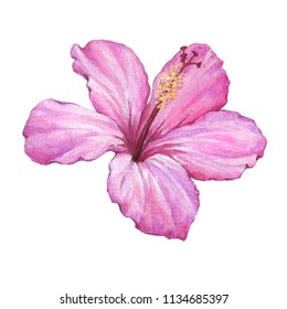 Bright Pink Hibiscus Flower (also Known As Rose Of Althea Or Sharon, Rose Mallow) Watercolor Hand Drawn Painting Illustration Isolated On A White Background.