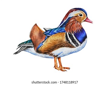 Mandarin Duck Drawing Images, Stock Photos & Vectors 