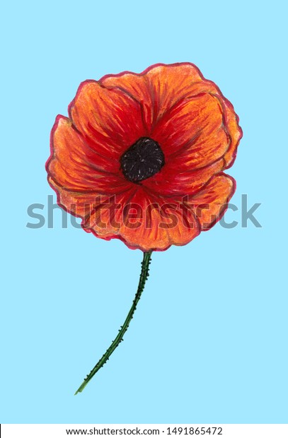 Bright Red Poppy Isolated On Light Royalty Free Stock Image