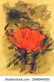 Bright red wild poppy flower, paper texture background, photomanipulation, digital watercolor effect.