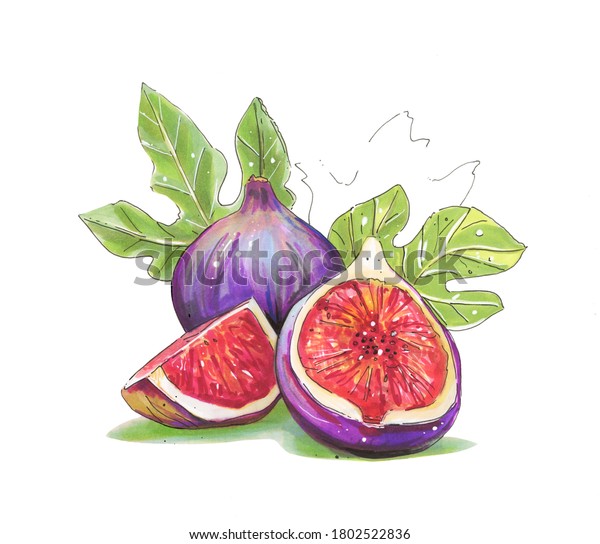 Bright Sliced Organic Figs Green Leaves Stock Illustration 1802522836