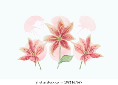 469 Paintbrush Lily Images, Stock Photos & Vectors 