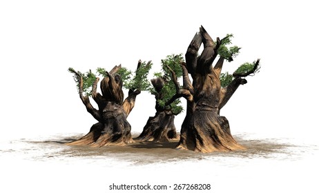 50 Bristlecone pine Stock Illustrations, Images & Vectors | Shutterstock