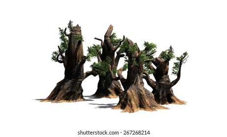 50 Bristlecone pine Stock Illustrations, Images & Vectors | Shutterstock