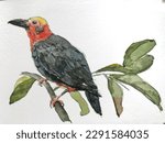 Bristlehead(Pityriasis gymnocephala) bird from Bornean in watercolor.