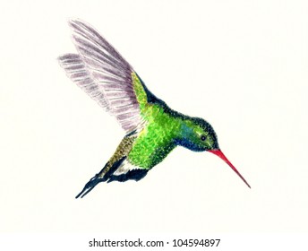 Broad Billed Hummingbird