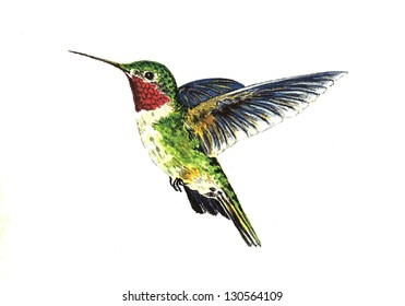 Broad Tailed Hummingbird