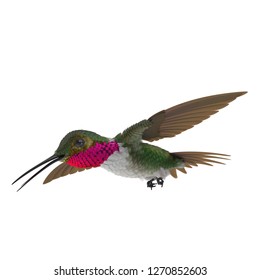 Broad Tailed Hummingbird Flying Pose 3D Illustration Isolated