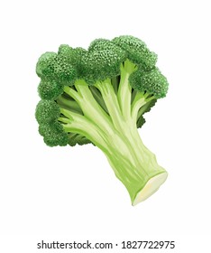 Broccoli On A White Background. Stock Illustration.