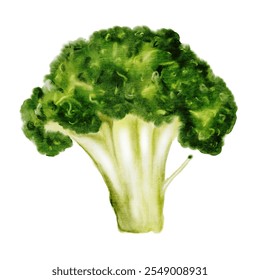 Broccoli watercolor. Cruciferous cabbage hand drawn on isolated white background. Clip art food. Ideal for restaurant menus, recipe books and organic vegetable packaging - Powered by Shutterstock