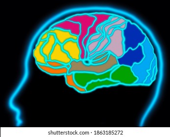 Brodmann Map Area Brain Cerebral Cortex