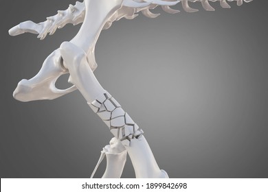 Broken Dog Femur Bone With Visible Other Bones. Canine Skeleton 3d Illustration