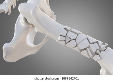 Broken Dog Femur Bone With Visible Other Bones. Canine Skeleton 3d Illustration