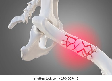 Broken Dog Femur Bone With Visible Other Bones. Canine Skeleton 3d Illustration