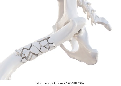 Broken Dog Femur Bone With Visible Other Bones. Canine Skeleton 3d Illustration, Isolated Over White