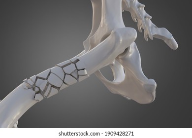 Broken Dog Femur Bone With Visible Other Bones. Canine Skeleton 3d Illustration