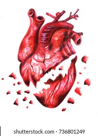 real bleeding heart drawing