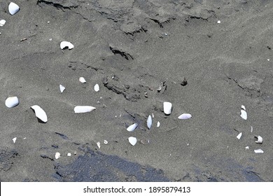 Broken Seashell In The Black Sand