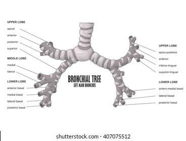 Bronchial Tree Left Main Bronchus Human Anatomy