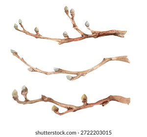 Brown bare tree branches with buds, hand-drawn watercolor illustration set of elements isolated on white. Plant clip art for spring, garden, forest, holiday, nature, eco designs, postcards, greetings