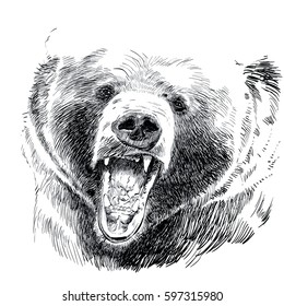 grizzly bear drawing realistic