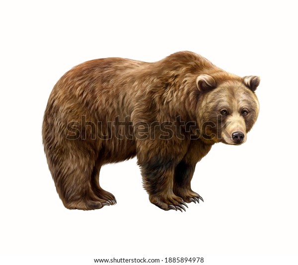 白い背景に茶色の熊 ウルスス アルクトス リアルな図面 動物百科事典のイラスト 分離型イメージ のイラスト素材 Shutterstock